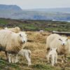 biggen, biologisch, boerderij, ecologisch, eenden, fokken, fokkerij, ganzen, geiten, hennen, herten, kalfkoeien, kalkoenen, kalveren, kippen, kippenhouderij, konijnen, kuikens, landbouwhuisdieren, legbatterij, legkippen, loopstal, melkbedrijf, melkkoeien, melkrundveehouderij, melkvee, melkveebedrijf, melkveehouderij, mestbedrijf, mesten, mesterij, opfokbedrijf, paarden, parelhoenders, pluimvee, pluimveebedrijf, pluimveehouderij, ponies, pony's, runderen, rundvee, schapen, slachtvee, stal, stoeterij, struisvogels, varkens, varkenshouderij, varkensmesterij, veehouderij, vermeerderingsbedrijf, vleeskippen, vleeskoeien, vleesvarkens, vleesvarkensbedrijf, vleesvee, vrije uitloop, zeugen