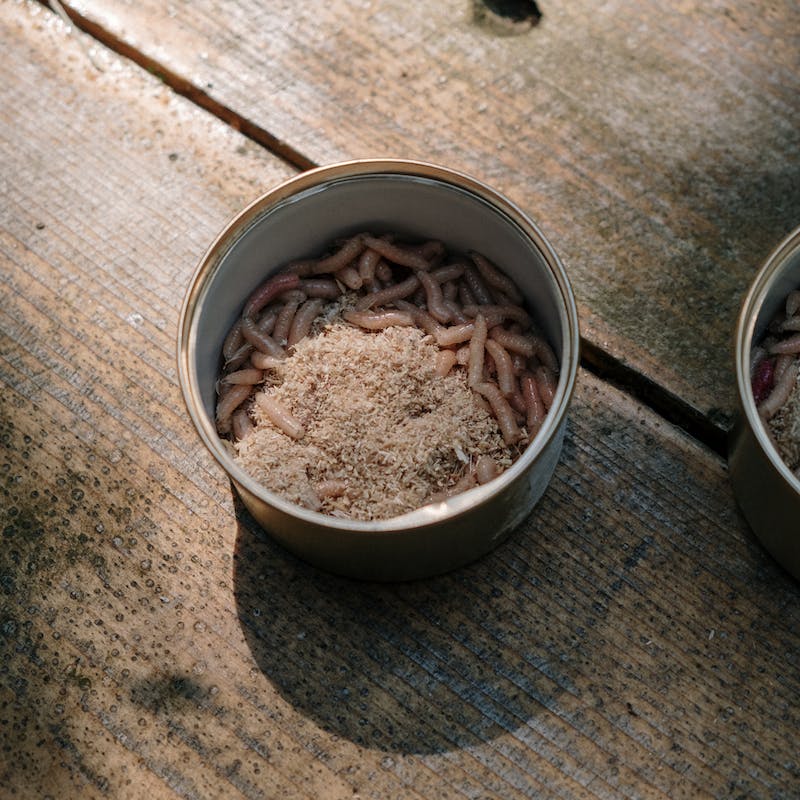 cassavewormen, krekels, madenkwekerij, meelwormen, sprinkhanen, vliegende insecten