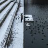 beschoeiing, damwand, fauna-uittreedplaats, faunavoorziening, oeververdediging, oeververdedigingswerk