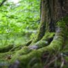aanleggen, aanplanten, agroforestry, begroeiing, beplanten, beplanting, bomen, bos, boslandbouw, gras, grasmat vervangen, haag, heg, houtopstand, houtwal, natuurinclusieve landbouw, natuurontwikkeling, ontwikkelen, ooibos, struik, struweel, tuinaanleg, verplaatsen, vervangen, voedselbos, windhaag, windsingel, zaaien