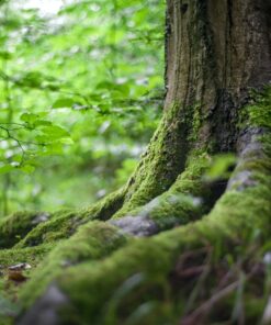 aanleggen, aanplanten, agroforestry, begroeiing, beplanten, beplanting, bomen, bos, boslandbouw, gras, grasmat vervangen, haag, heg, houtopstand, houtwal, natuurinclusieve landbouw, natuurontwikkeling, ontwikkelen, ooibos, struik, struweel, tuinaanleg, verplaatsen, vervangen, voedselbos, windhaag, windsingel, zaaien