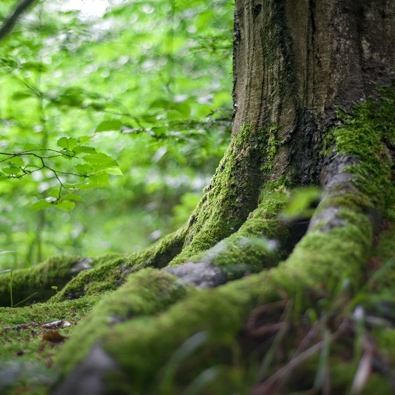 aanleggen, aanplanten, agroforestry, begroeiing, beplanten, beplanting, bomen, bos, boslandbouw, gras, grasmat vervangen, haag, heg, houtopstand, houtwal, natuurinclusieve landbouw, natuurontwikkeling, ontwikkelen, ooibos, struik, struweel, tuinaanleg, verplaatsen, vervangen, voedselbos, windhaag, windsingel, zaaien