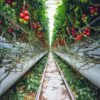 bloementeelt, condenswater, drainagewater, drainwater, fruitteelt, gewassen, glasgroenten, groenteteelt, grondgebonden teelt, hemelwater, kas, kassenteelt, kwekerij, potplanten, sierteelt, snijbloemen, spoelwater, substraatteelt, telen, tuinderij, warenhuis, water afvoeren, waterafvoer, zachtfruit