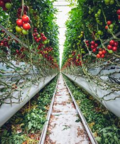 bloementeelt, condenswater, drainagewater, drainwater, fruitteelt, gewassen, glasgroenten, groenteteelt, grondgebonden teelt, hemelwater, kas, kassenteelt, kwekerij, potplanten, sierteelt, snijbloemen, spoelwater, substraatteelt, telen, tuinderij, warenhuis, water afvoeren, waterafvoer, zachtfruit