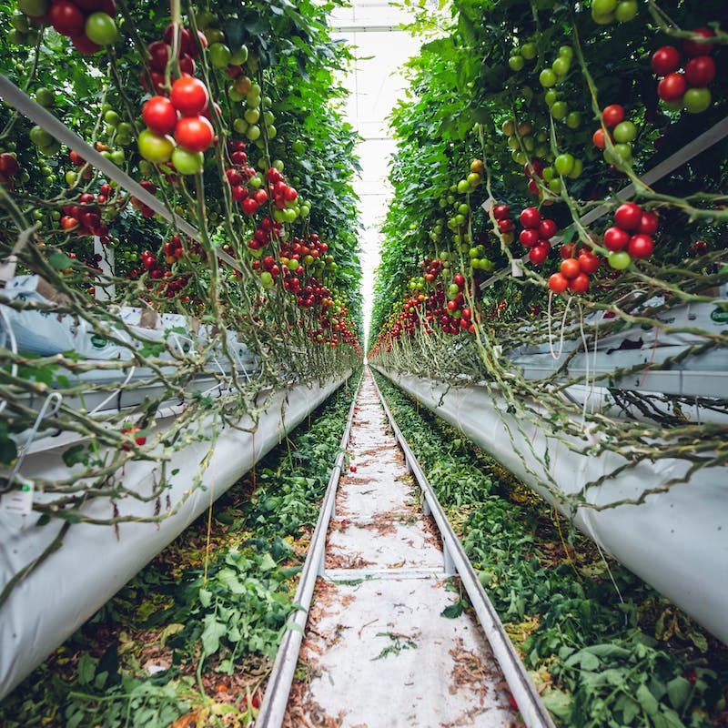 bloementeelt, condenswater, drainagewater, drainwater, fruitteelt, gewassen, glasgroenten, groenteteelt, grondgebonden teelt, hemelwater, kas, kassenteelt, kwekerij, potplanten, sierteelt, snijbloemen, spoelwater, substraatteelt, telen, tuinderij, warenhuis, water afvoeren, waterafvoer, zachtfruit